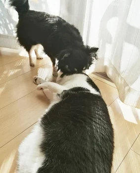 殺処分0へ　犬の気持ち🐶2