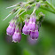 Common Comfrey