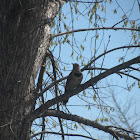 Northern Flicker