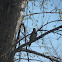 Northern Flicker