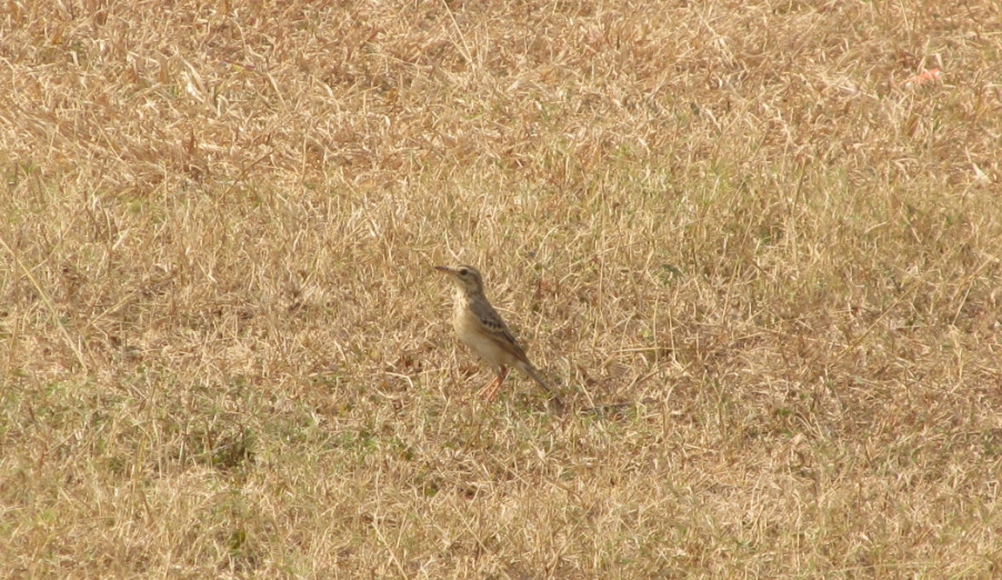 Tawny Pipit