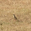 Tawny Pipit