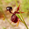 Flying duck orchid