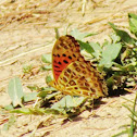 Indian fritillary