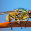 Golden Dung Fly