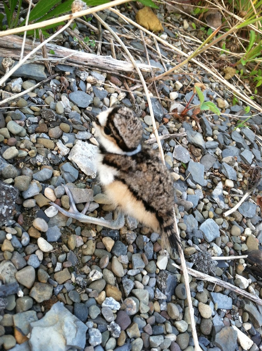 Killdeer