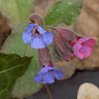 Lungwort