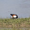 Shelduck