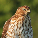 Cooper's Hawk (Juvenile)