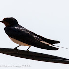 Barn Swallow; Golondrina Común