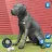 Dog Sim Pet Simulator Dog Life icon