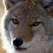 coyote live wallpaper  Icon