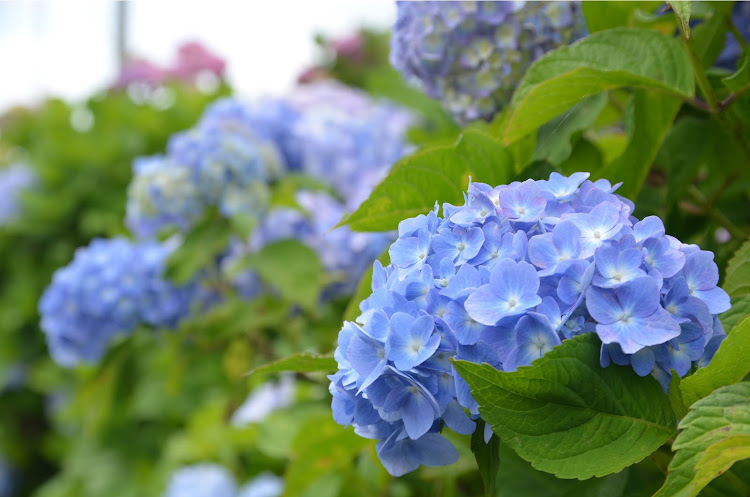スカイラインのあじさい・梅雨の晴れ間・かわいい相棒・７月もよろしくお願いいたしますに関するカスタム事例の投稿画像5枚目