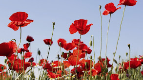 The Science of Poppies, Pleasure, and Pain thumbnail
