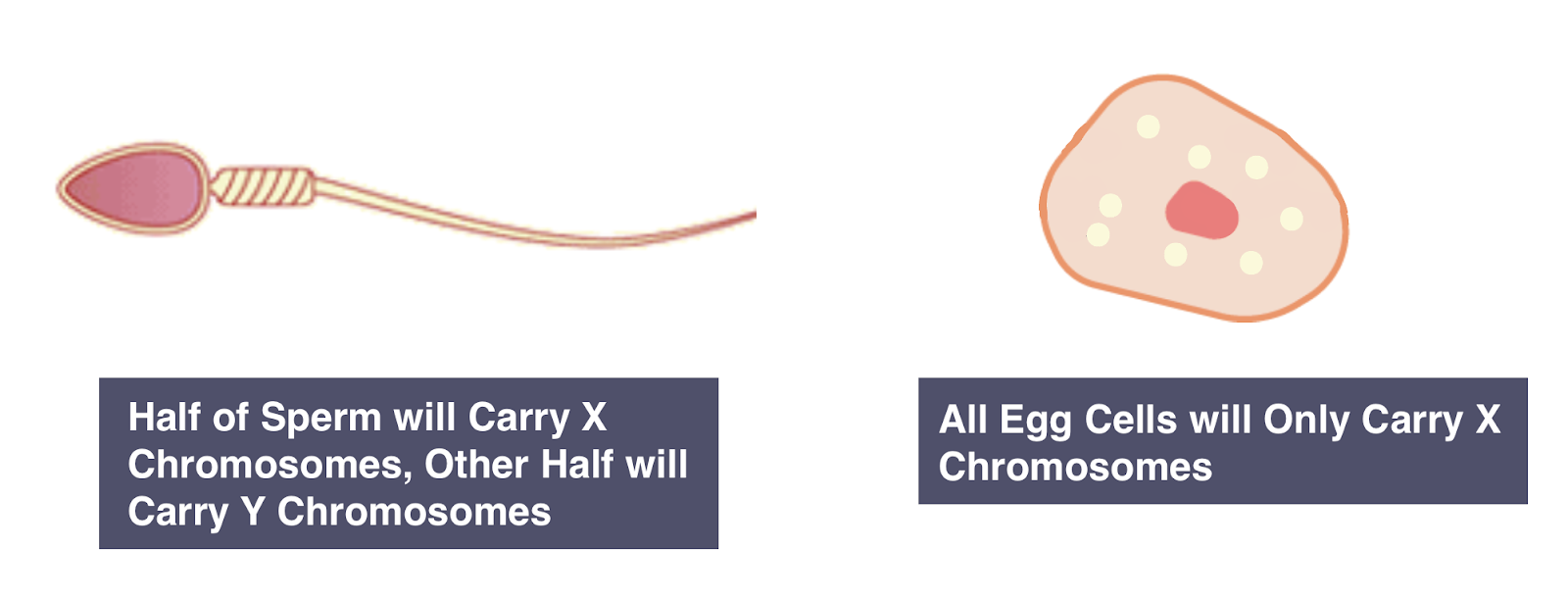 Igcse Biology Understand How The Sex Of A Person Is Hot Sex Picture