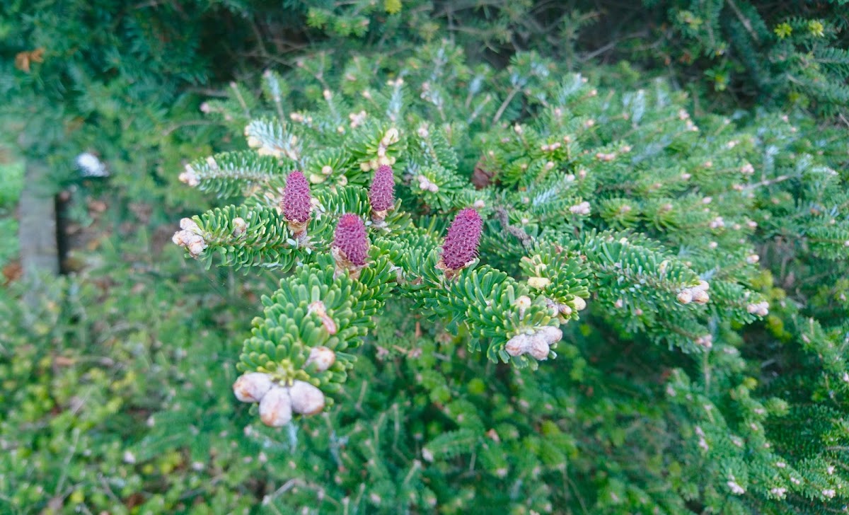 Norway Spruce