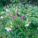 Norway Spruce