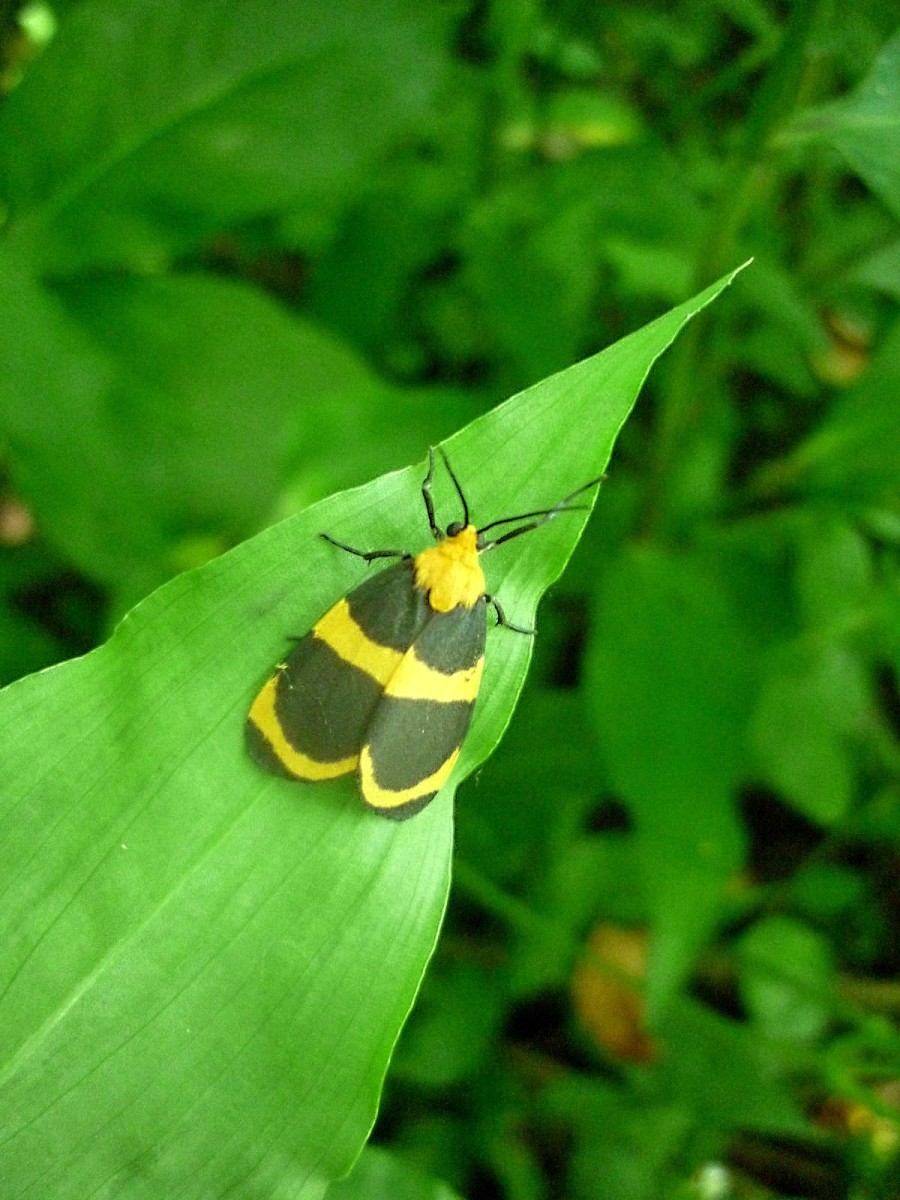 Arid Eudesmia Moth