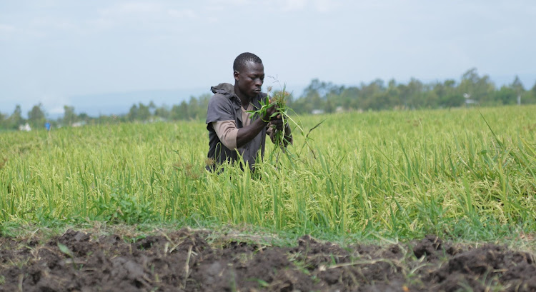 Sylvester Adoyo, a farmer from Ahero Irrigation Scheme, has been farming rice for the last four years. He took over the farm after his father passed away.