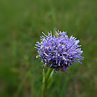 Kleine Kugelblume