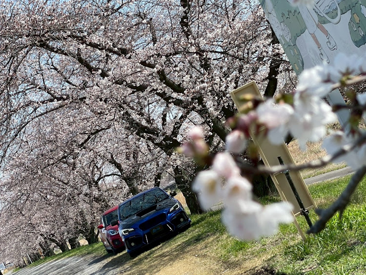 WRX S4のこだま千本桜・正丸峠 奥村茶屋・レストラン イデウラ・JTP・ジャパン峠プロジェクトに関するカスタム事例の投稿画像29枚目
