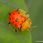 tortoise beetle