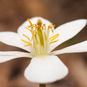 Bloodroot