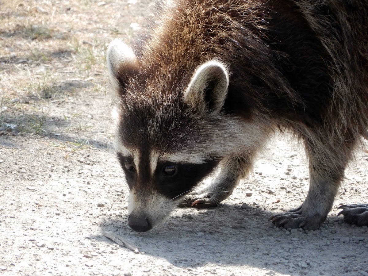 Raccoon