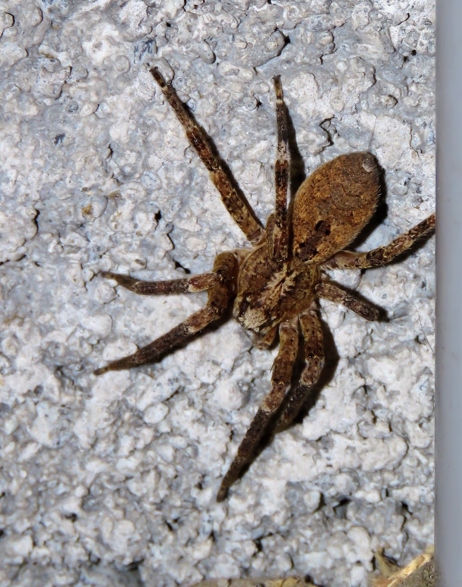 Wolf spider