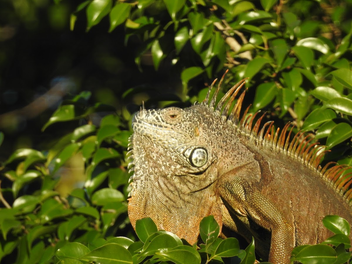 Green Iguana