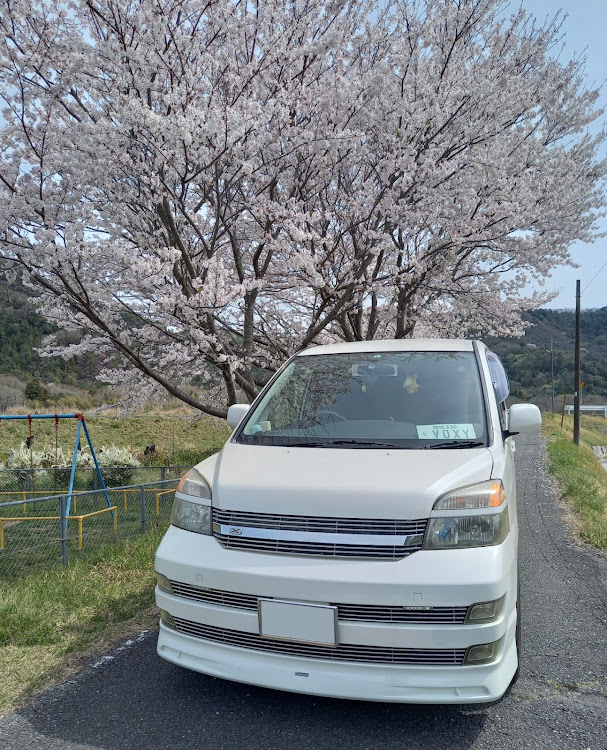 ヴォクシーの桜コラボ🌸・フェラーリに微妙に近づく・散髪行ってスッキリ🎶・かにだしのみそ汁に関するカスタム事例の投稿画像6枚目