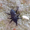 Unknown Spotting ( Weevil )