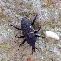 Unknown Spotting ( Weevil )