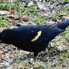 Red-winged Blackbird