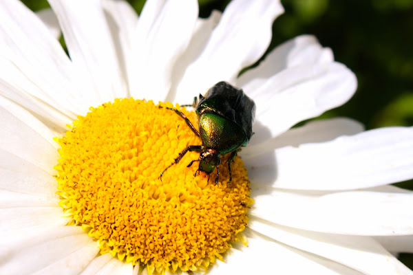 Insect on the flower di Simone