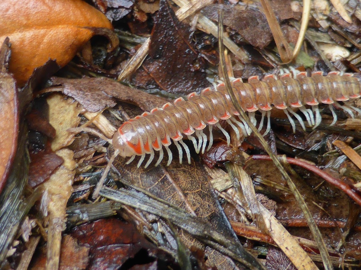 Flat-backed Millipede