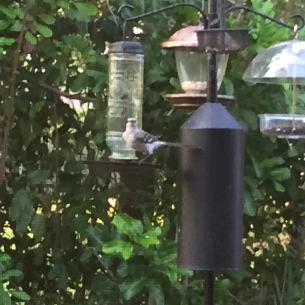 Northern mockingbird