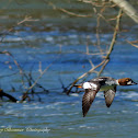 Common Goldeneye