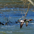 Common Goldeneye