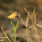 Southern Skipperling Butterfly