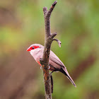 Bico-de-lacre(Common Waxbill)