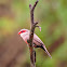 Bico-de-lacre(Common Waxbill)