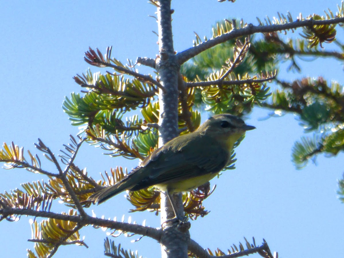 Philadelphia Vireo