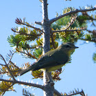 Philadelphia Vireo