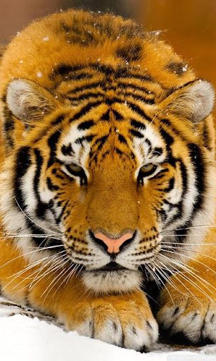 siberian tiger wallpaper