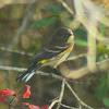 Yellow-rumped Warbler