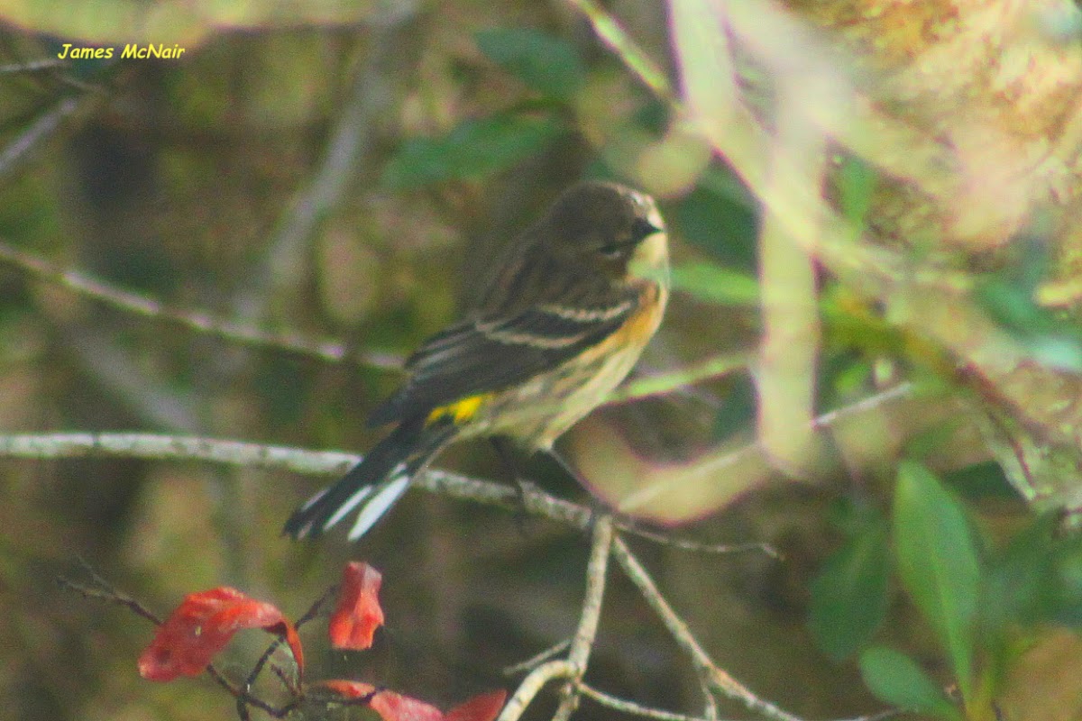 Yellow-rumped Warbler