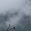 Speckled Wood Pigeon