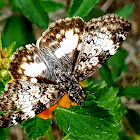 White-patched skipper