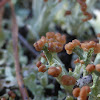 Cup Lichen